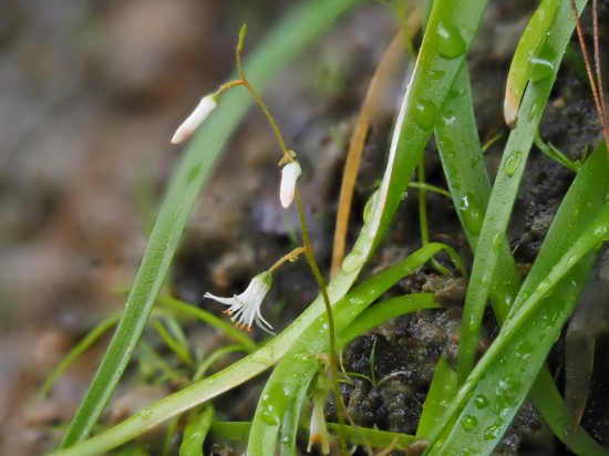 圖為廣西肺筋草。（廣西壯族自治區(qū)中醫(yī)藥研究院供圖）