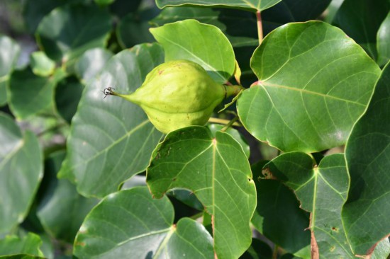 圖為石山油桐。（廣西壯族自治區(qū)中醫(yī)藥研究院供圖）