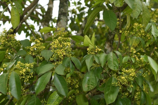 圖為廣西割舌樹(shù)。（廣西壯族自治區(qū)中醫(yī)藥研究院供圖）