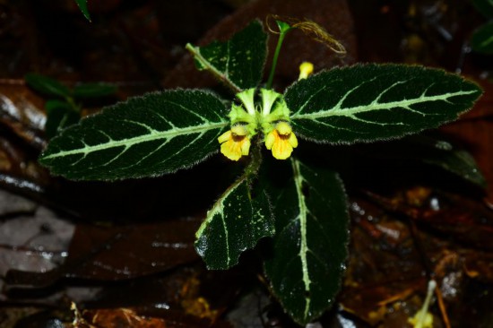 圖為美脈假糙蘇。（廣西壯族自治區(qū)中醫(yī)藥研究院供圖）