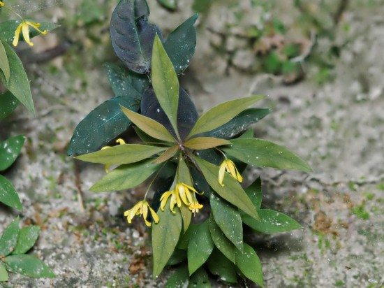 圖為洞生香草。（廣西壯族自治區(qū)中醫(yī)藥研究院供圖）