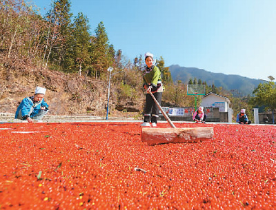 貴州省黔東南苗族侗族自治州榕江縣依托豐富的森林資源，大力發(fā)展林下草珊瑚中藥材種植等林下經(jīng)濟(jì)，實(shí)現(xiàn)農(nóng)民增收、林業(yè)增效。圖為榕江縣興華水族鄉(xiāng)星月村草珊瑚種植基地內(nèi)，村民在采收、晾曬草珊瑚果。 周光勝攝（人民視覺(jué)）